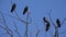 Crows on Tree, Flying Flock, Crowd of Raven in Branch, Black Bird, Birds Close up in Summer Nature, Natural Environment