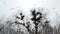 Crows in the trees. Crows nest in the trees. Silhouettes of black ravens on a background of a rainy sky. Black post