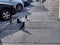 Crows walking along the sidewalk in Friday Harbor, WA, looking for food next to street parked cars