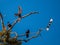 Crows and Yellow-billed magpies Pica nuttalli in a scuffle in Valley Oak tree