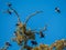 Crows and Yellow-billed magpies Pica nuttalli in a scuffle in Valley Oak tree