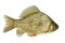 Crucian carp