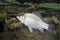 Crucian carp Carassius auratus