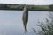 Crucian carp caught on lake