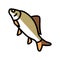 crucian carp color icon vector illustration