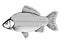 Crucian carp fish black and white