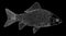 Crucian carp fish hand drawn, white contour on black background. River fish with scale, gills. Vector illustration