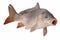 Crucian carp fish isolate