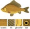 Crucian carp fish and parts of its body