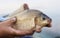 Crucian carp in fisherman\'s hands