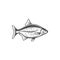 Crucian carp, freshwater fish for fishing or food