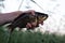 Crucian carp in hand of fisherman