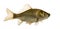 Crucian carp swimming, Carassius carassius