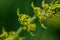 Cruciata laevipes flower growing in meadow, macro