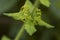 Cruciata laevipes plant