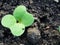 Cruciferous fleas on plants, loss of rapeseed crop