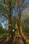 Crucifix near big tree over Vizovice town in sunny spring fresh morning