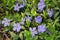 Cruciform periwinkle with blue flowers