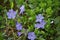 Cruciform periwinkle with blue flowers