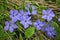 Cruciform periwinkle with blue flowers