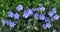 Cruciform periwinkle with blue flowers