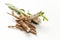 Crude chicory root Cichorium intybus with leaves on a white background