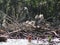 Crude oil in Barataria Bay threatens a pelican rookery following the Deepwater Horizon oil spill