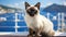 Cruise Companionship: Siamese Cat on a Seafaring Adventure
