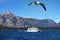 Cruise ship with seagulls