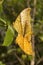 Cruiser, Vindula sp, Nymphalidae, Agumbe ARRSC, Karnataka