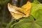 Cruiser, Vindula sp, Nymphalidae, Agumbe ARRSC, Karnataka