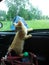 Cruisin kitty