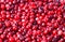 Crumbled cranberries close-up