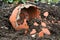 crumbled earthenware pot in garden soil