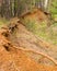 The crumbling ground bares the roots of trees in the forest. The undulating line of the cliff.