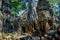 Crumbling temple buildings enveloped in tree roots in Angkor Wat