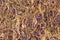 Crumpled Purple and Gold Tin Foil Texture