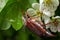 The crunch of the melolontha melolontha insect on a tree branch. Animal wildlife background