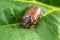 The crunch of the melolontha melolontha insect on a tree branch. Animal wildlife background