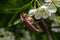 The crunch of the melolontha melolontha insect on a tree branch. Animal wildlife background