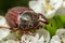 The crunch of the melolontha melolontha insect on a tree branch. Animal wildlife background