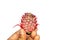 Crunchy or baby pineapple in dand on white background side view