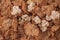 Crunchy breakfast cereals background