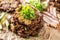 Crunchy zucchini pancakes with bacon parsley herbs and other ingredients