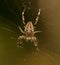 Crusader spider in the middle of its web