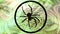 Crusader spider weaves its web. Animated black spider on green blurry natural background