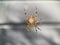Crusader spider on a web, close-up. Spider-cross on a gray background. An arthropod insect weaves a web
