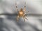 Crusader spider on a web, close-up. Spider-cross on a gray background. An arthropod insect weaves a web