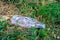 Crushed empty plastic bottle on a grass