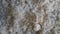 Crushed limestone pieces background and texture